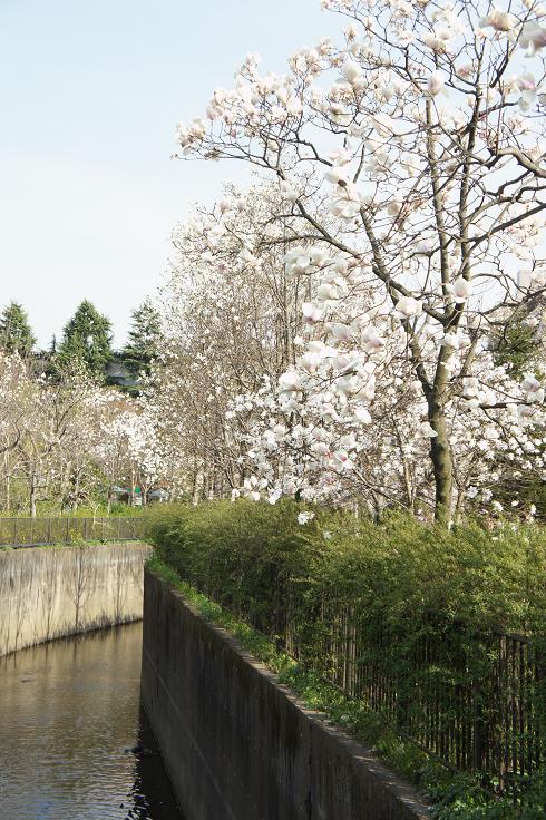 木蓮の花咲く頃に 木洩れ日のなかで