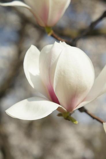 木蓮の花咲く頃に 木洩れ日のなかで