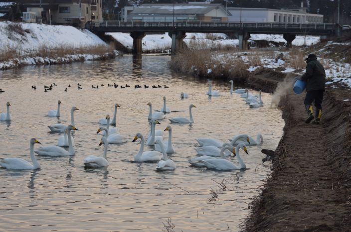 20140311 白鳥 6/6 富山県富山市婦中町長沢_a0263952_19304922.jpg