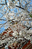 桜、満開ですね~♪_d0118053_15421330.jpg
