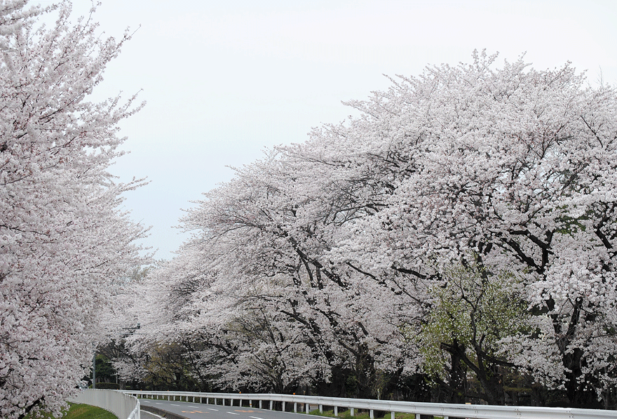 a0001354_20263796.gif