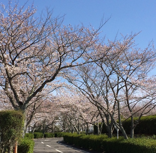 季語ー糸遊 桜東風 春日影 花咲く俳句日誌 季語ー糸遊 桜東風 春日影 花咲く俳句日誌