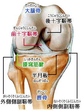 膝手術・入院の総括_f0090954_7243048.jpg