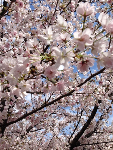 絶景の花見_c0185356_07182690.jpg