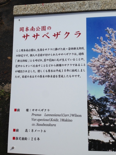 絶景の花見_c0185356_07332778.jpg