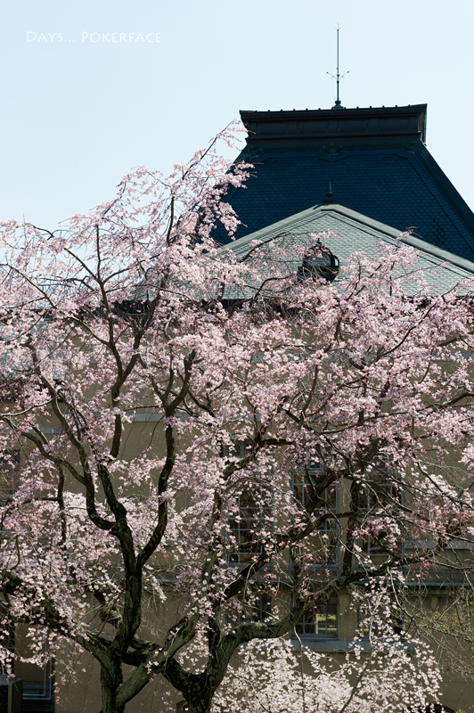 Colors 3 京桜・京都府庁旧本館_d0079559_13145578.jpg