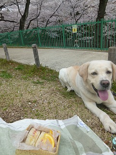 sakura その4 お花見ランチと花吹雪と♪_a0165160_07435251.jpg