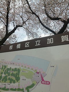 sakura その4 お花見ランチと花吹雪と♪_a0165160_07484919.jpg
