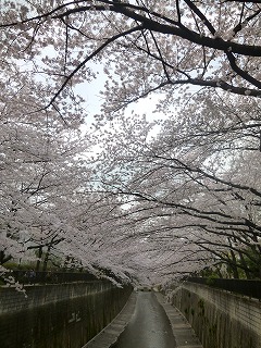 sakura その4 お花見ランチと花吹雪と♪_a0165160_07495154.jpg