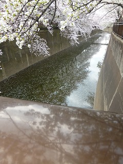 sakura その4 お花見ランチと花吹雪と♪_a0165160_07512105.jpg