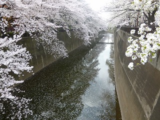 sakura その4 お花見ランチと花吹雪と♪_a0165160_07525638.jpg