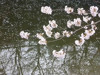 sakura その4 お花見ランチと花吹雪と♪_a0165160_07545809.jpg