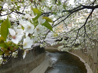 sakura その4 お花見ランチと花吹雪と♪_a0165160_08042417.jpg