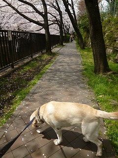 sakura その4 お花見ランチと花吹雪と♪_a0165160_08043719.jpg