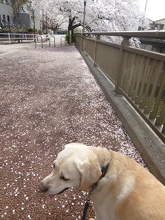 sakura その4 お花見ランチと花吹雪と♪_a0165160_08050030.jpg