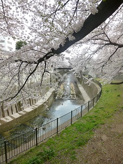 sakura その4 お花見ランチと花吹雪と♪_a0165160_08111882.jpg
