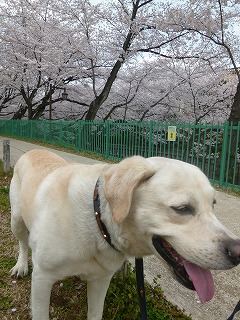 sakura その4 お花見ランチと花吹雪と♪_a0165160_08240974.jpg