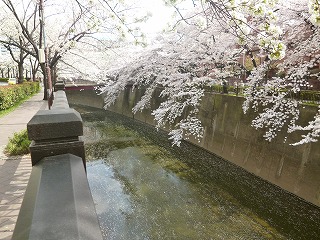 sakura その4 お花見ランチと花吹雪と♪_a0165160_10214245.jpg