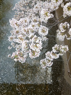 sakura その4 お花見ランチと花吹雪と♪_a0165160_10224602.jpg
