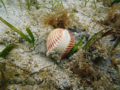 c0180460_10621.jpg