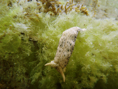 c0180460_11497.jpg