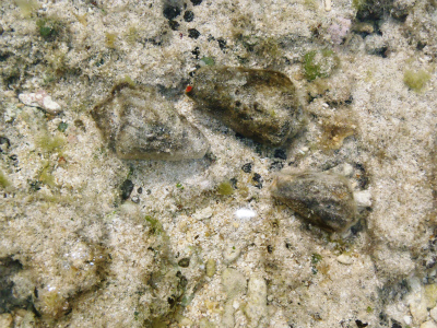 c0180460_164873.jpg