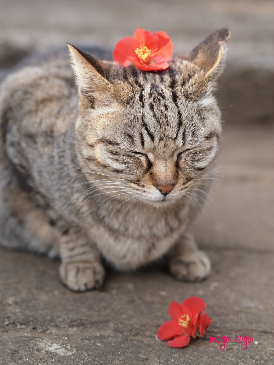 桜猫 ねこ旅また旅