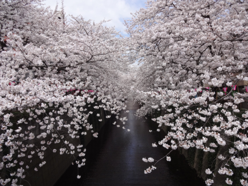 桜とおいしいパリ_c0133561_2374115.jpg
