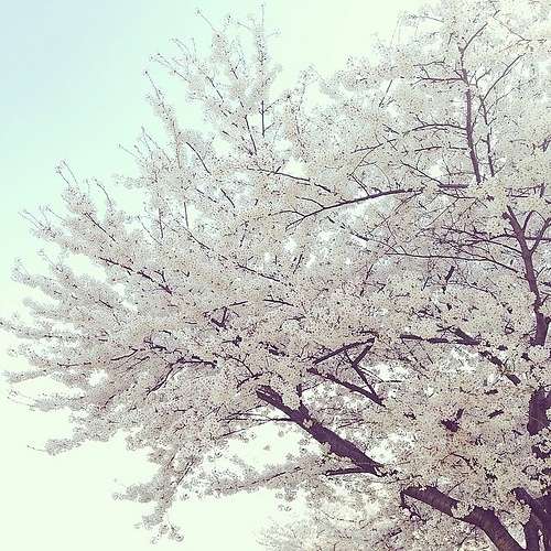 ’１４，４，３（木）桜吹雪と姉との思い出！_f0060461_11122195.jpg