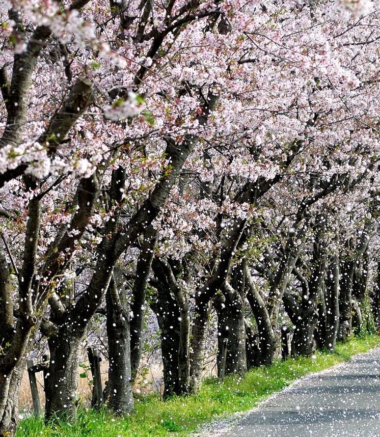 ’14,4,3(木)桜吹雪と姉との思い出!_f0060461_11154184.jpg