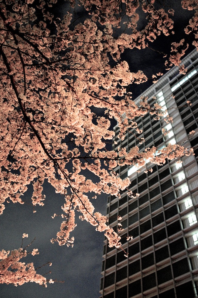 田蓑橋周辺の夜桜 14 4 2 マイケルと読書と 田蓑橋周辺の夜桜 14 4 2 マイケルと読書と