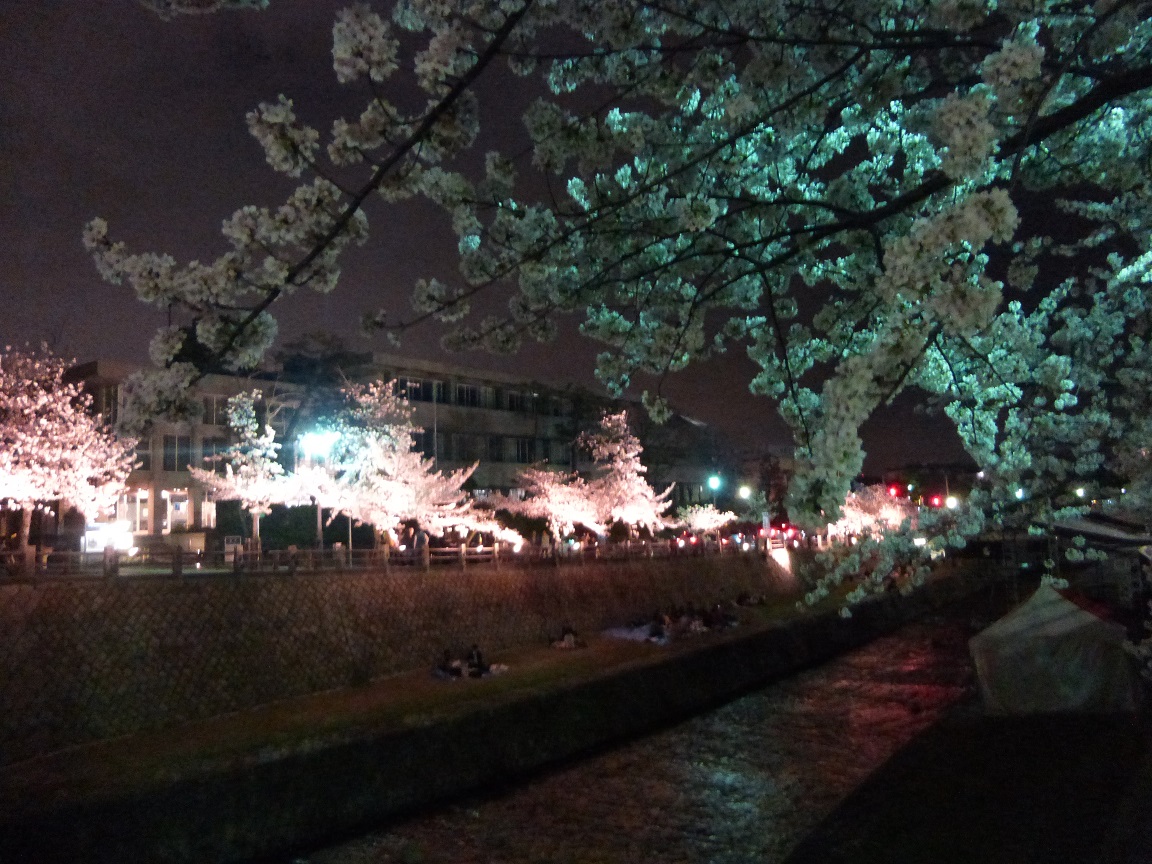 今年の桜祭りはピッタリ！！_f0205367_2162567.jpg
