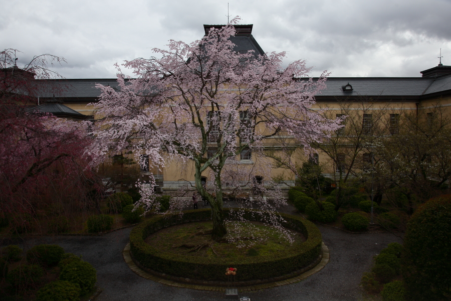 桜　2014 京都<京都府庁>　　　　　　　　　　　　　　　　　　　_f0021869_095642.jpg