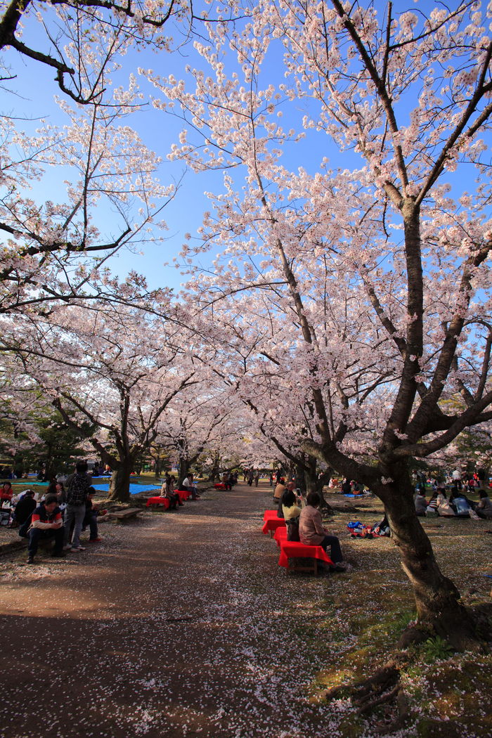 舞鶴公園 福岡城さくらまつり お昼_e0184970_22453733.jpg