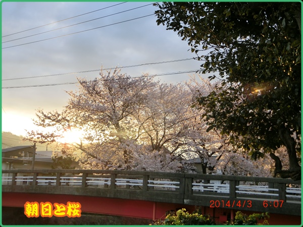 桜舞う・・川面の花筏　②ふるさと公園散歩_d0007071_22355881.jpg