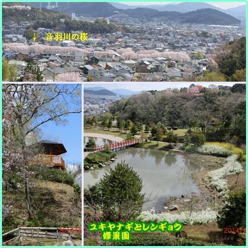 桜舞う・・川面の花筏　②ふるさと公園散歩_d0007071_2258710.jpg