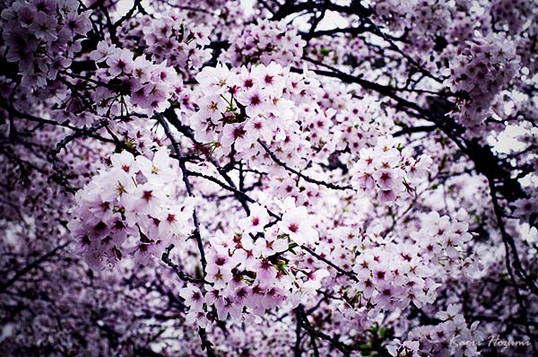 四月の桜。_c0199174_21175092.jpg