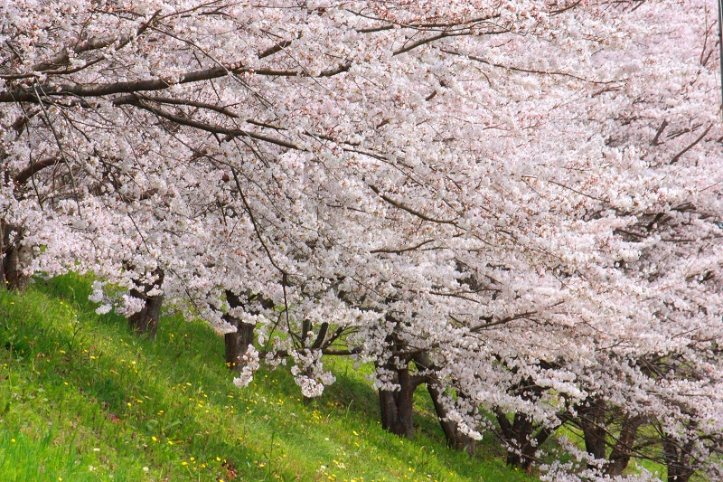 明日香のサクラ2014　⑤　【明日香小学校】_a0278377_1352275.jpg