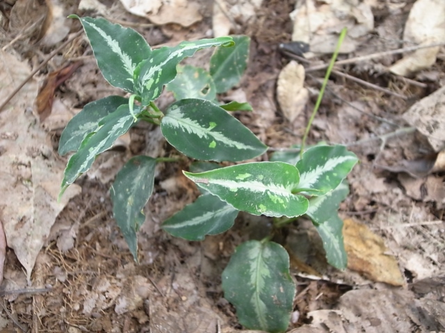 Aglaonema pictum\"BGW\" from Sibolga【AZ0913-1ｃ】_a0067578_21215736.jpg