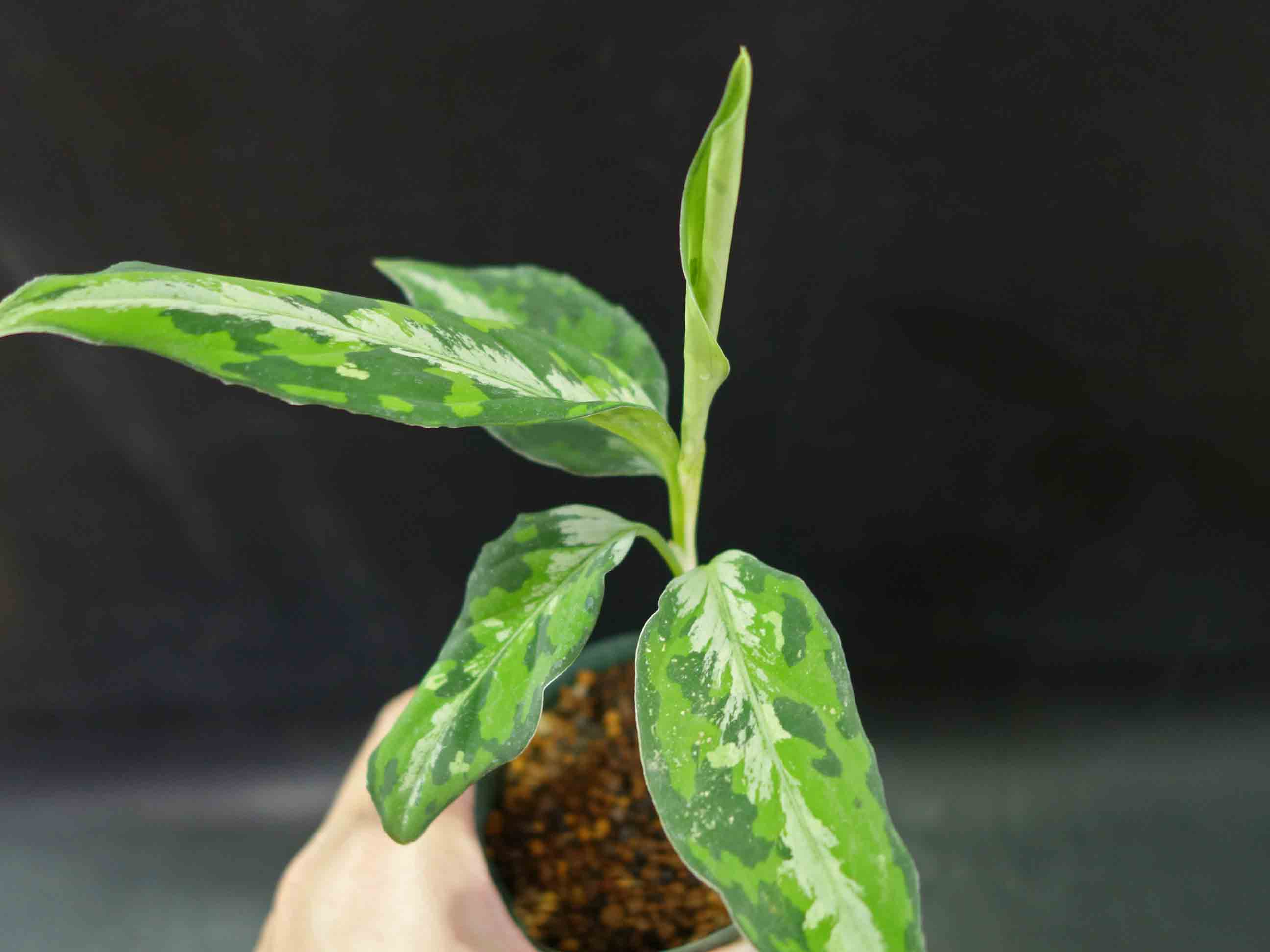 Aglaonema pictum