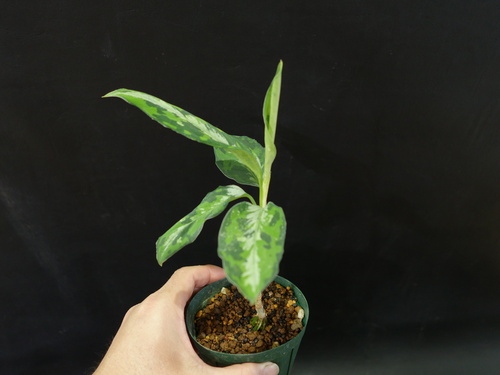 Aglaonema pictum\"マルチカラー白玉\"D.F.S from Sumatra Barat【AZ0912-1】_a0067578_21582959.jpg