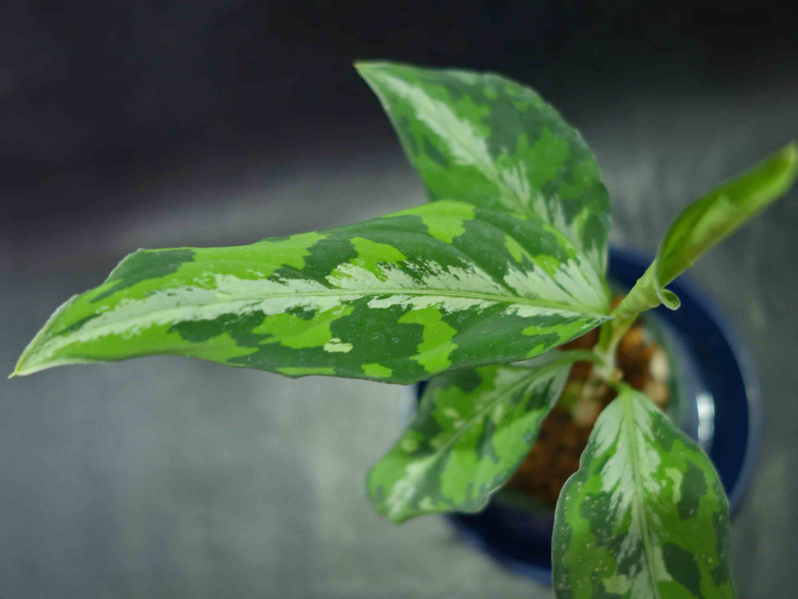 Aglaonema pictum\"マルチカラー白玉\"D.F.S from Sumatra Barat【AZ0912-1】_a0067578_2158411.jpg