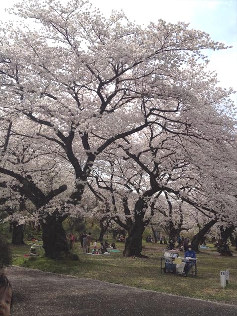 小石川植物園、橙灯など家の近くをぐーるぐる　2014.4.2_f0167281_1794610.jpg