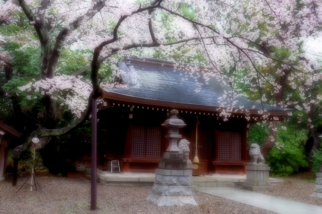 熊野神社の桜　日立市　２０１４・０４・０３_e0143883_17114918.jpg