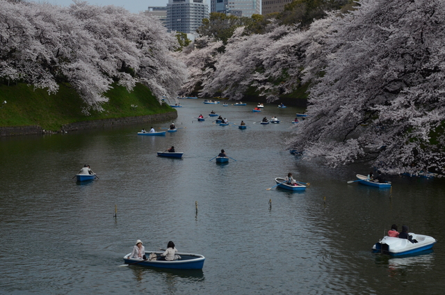 桜満開　その① ～　千鳥ヶ淵　～ _c0188784_11950.jpg