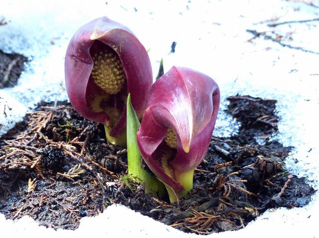 超歓迎された ザゼンソウ（座禅草） 花と葉っぱ : 鉢花