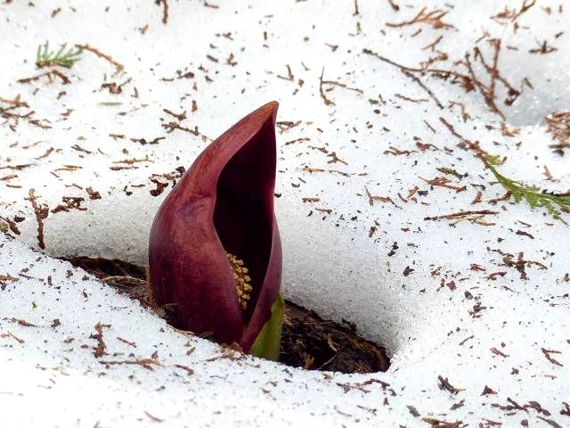 ザゼンソウ（座禅草） : 花と葉っぱ