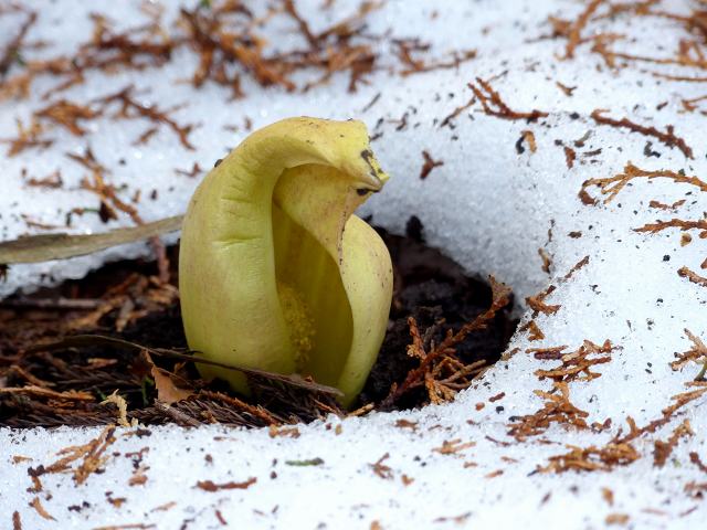 ザゼンソウ（座禅草） : 花と葉っぱ