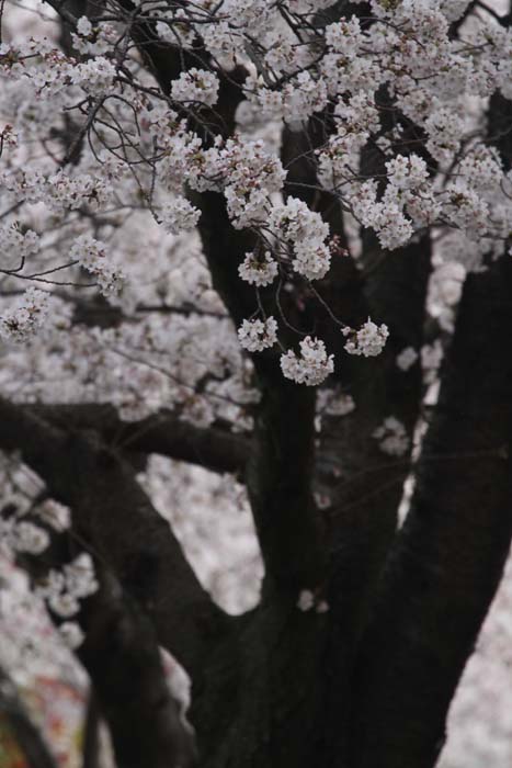 桜_c0177785_557381.jpg