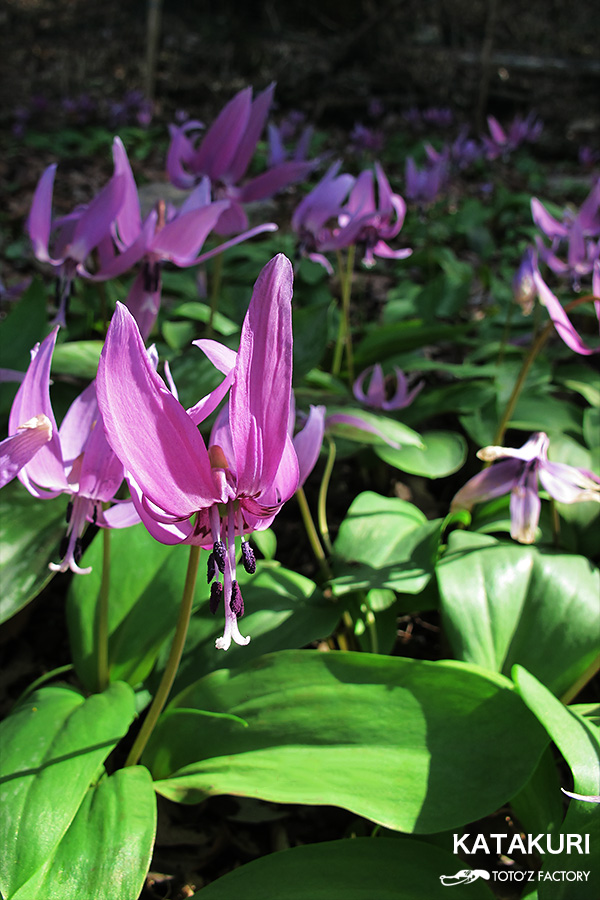 かたかごの花_a0034287_115191.jpg